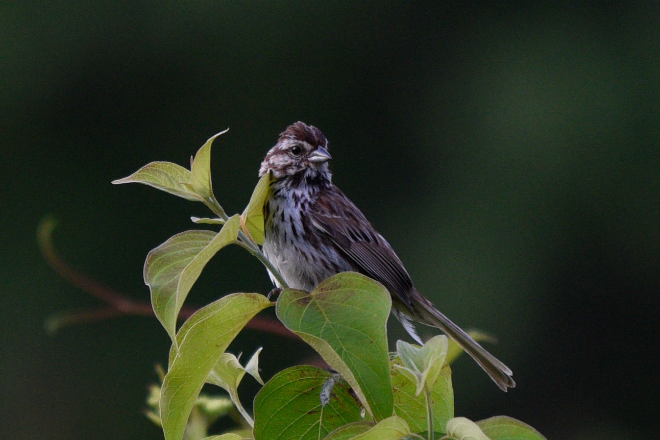 Song Sparrow