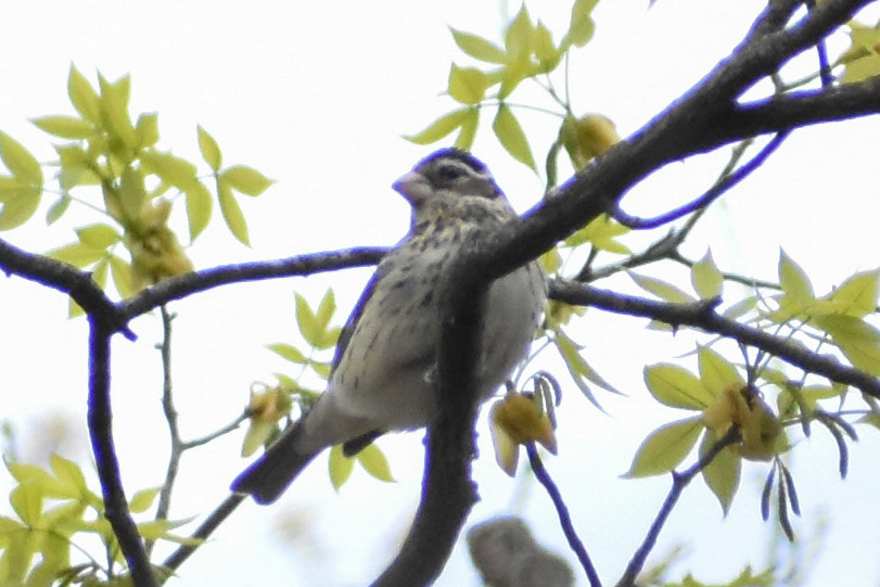 Rose-breasted Grosbeak (female)