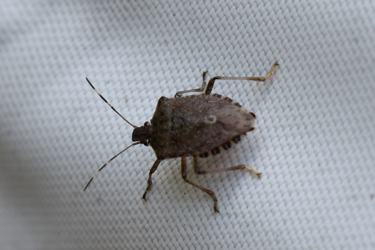 Brown Marmorated Stink Bug