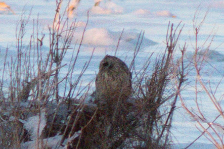 Short-eared Owl