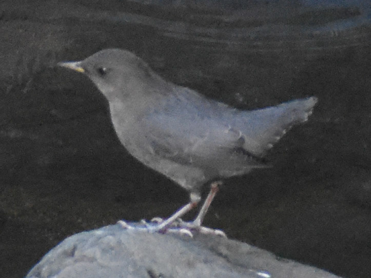 American Dipper