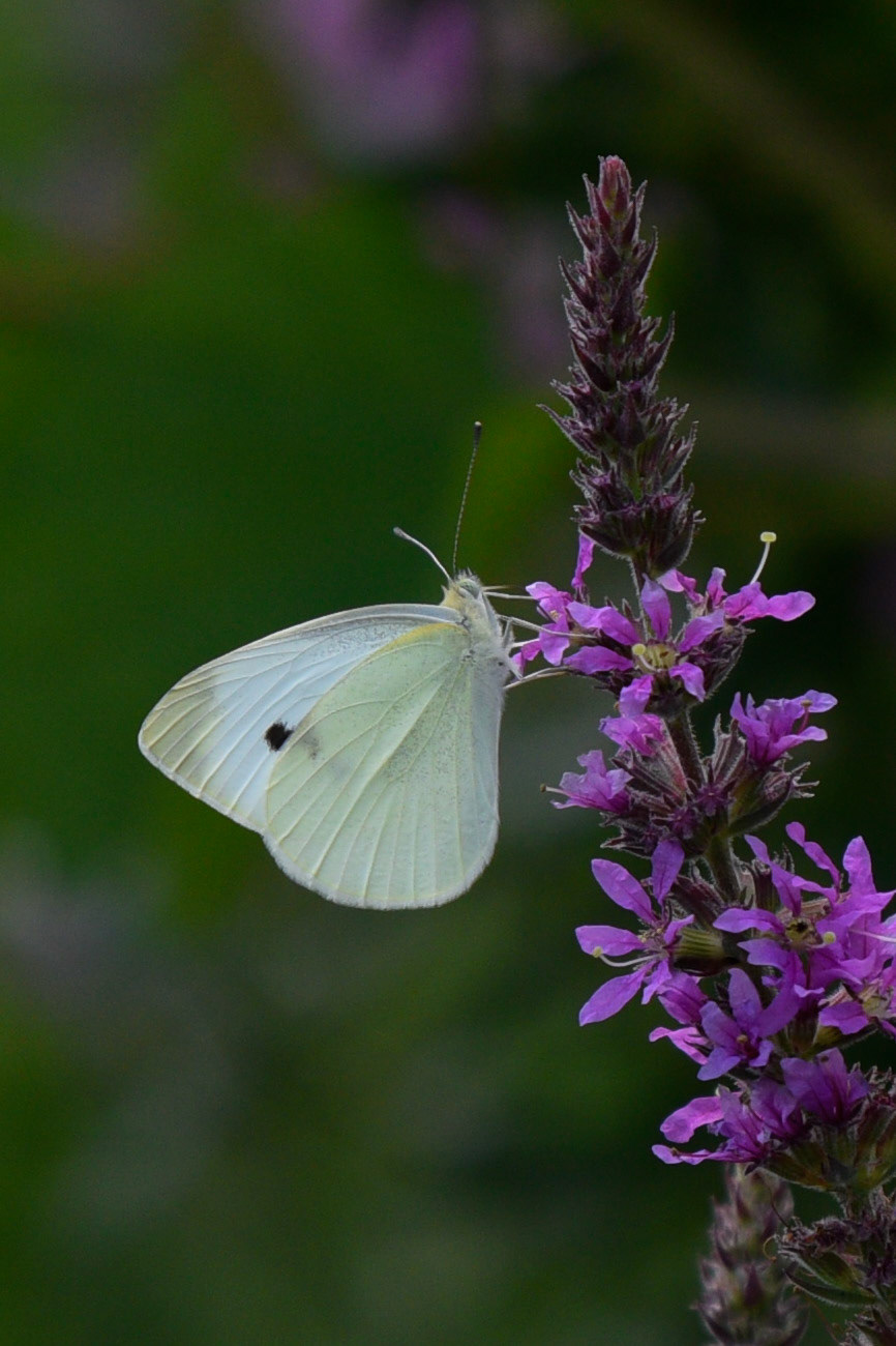 Cabbage White