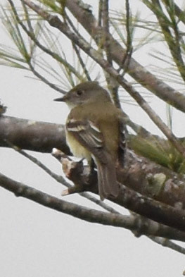 Alder Flycatcher