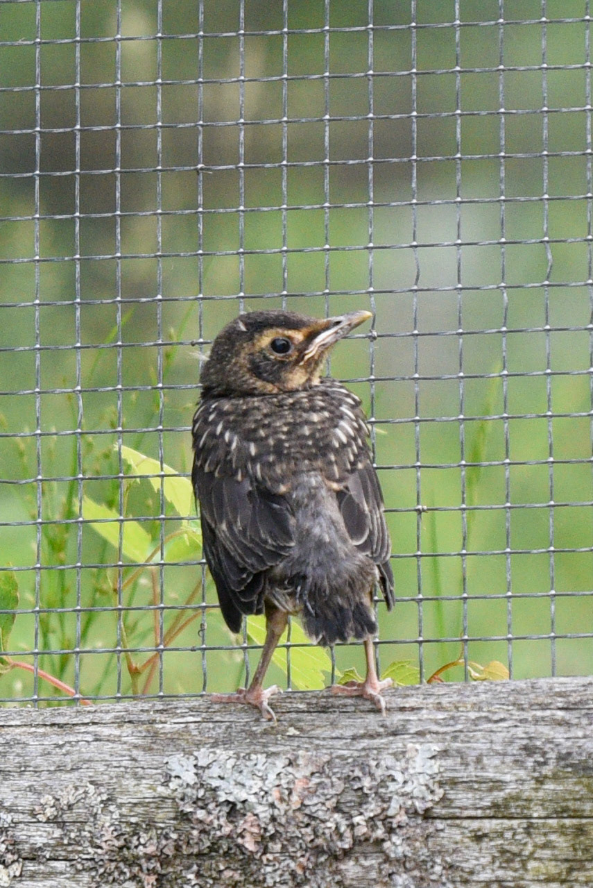 American Robin (juvenile)