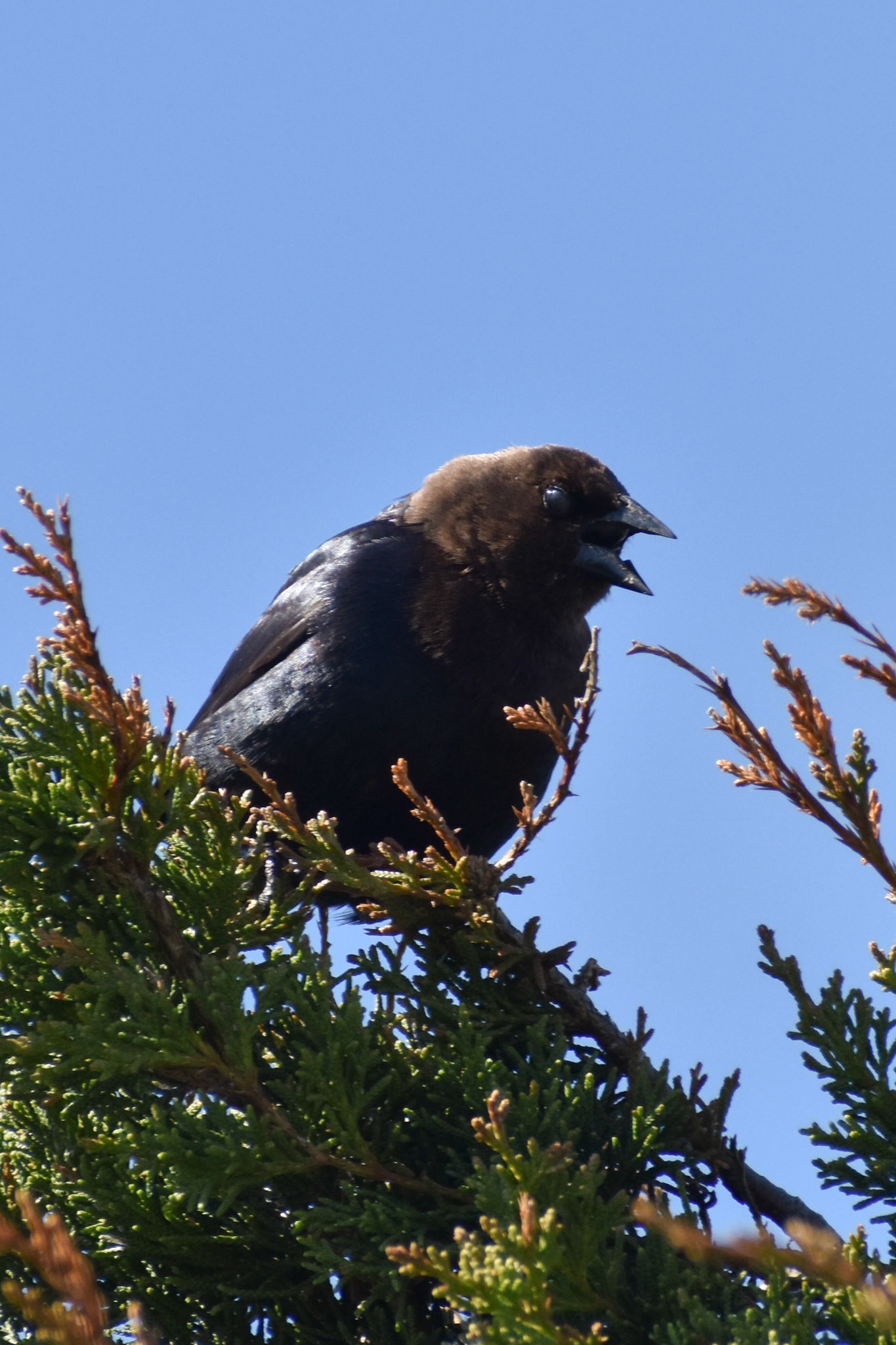Brown-headed Cowbird (male)