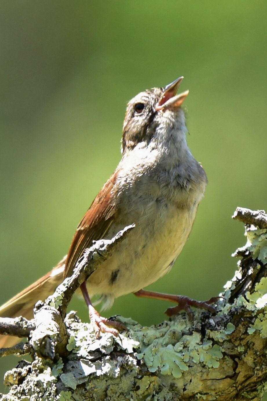 Swamp Sparrow
