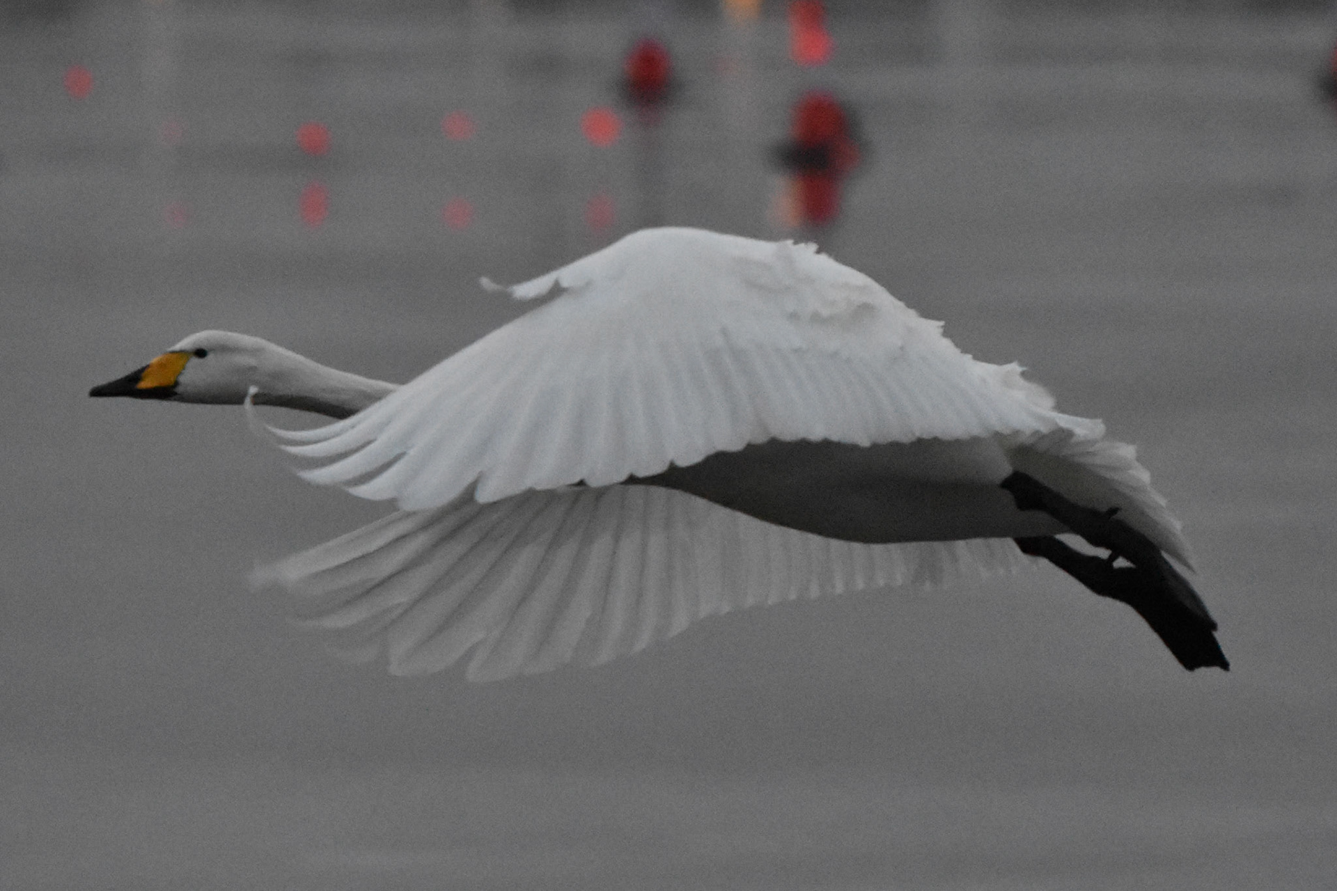 Whooper Swan