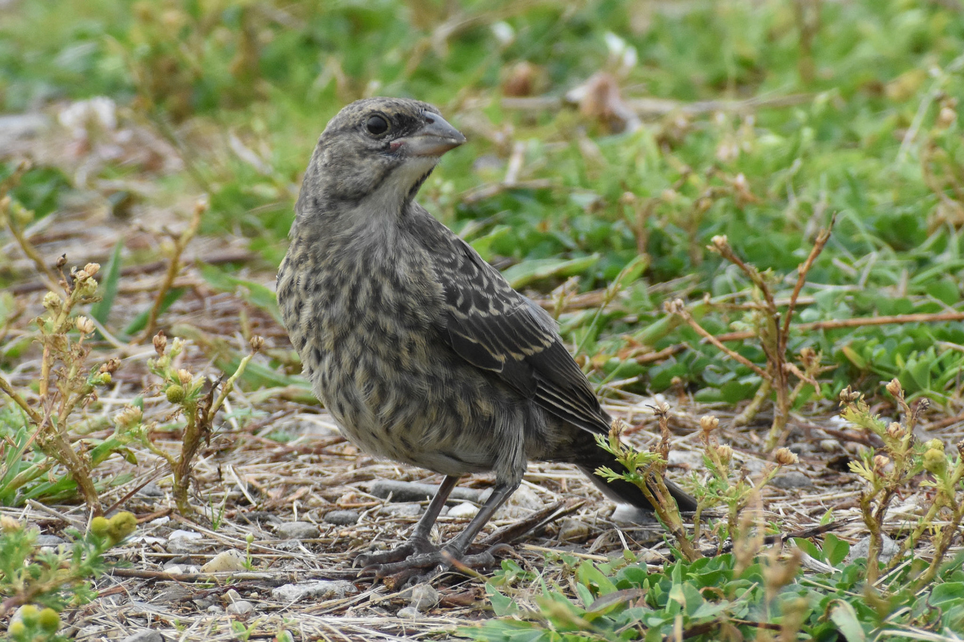 Brown-headed Cowbird (juvenile)