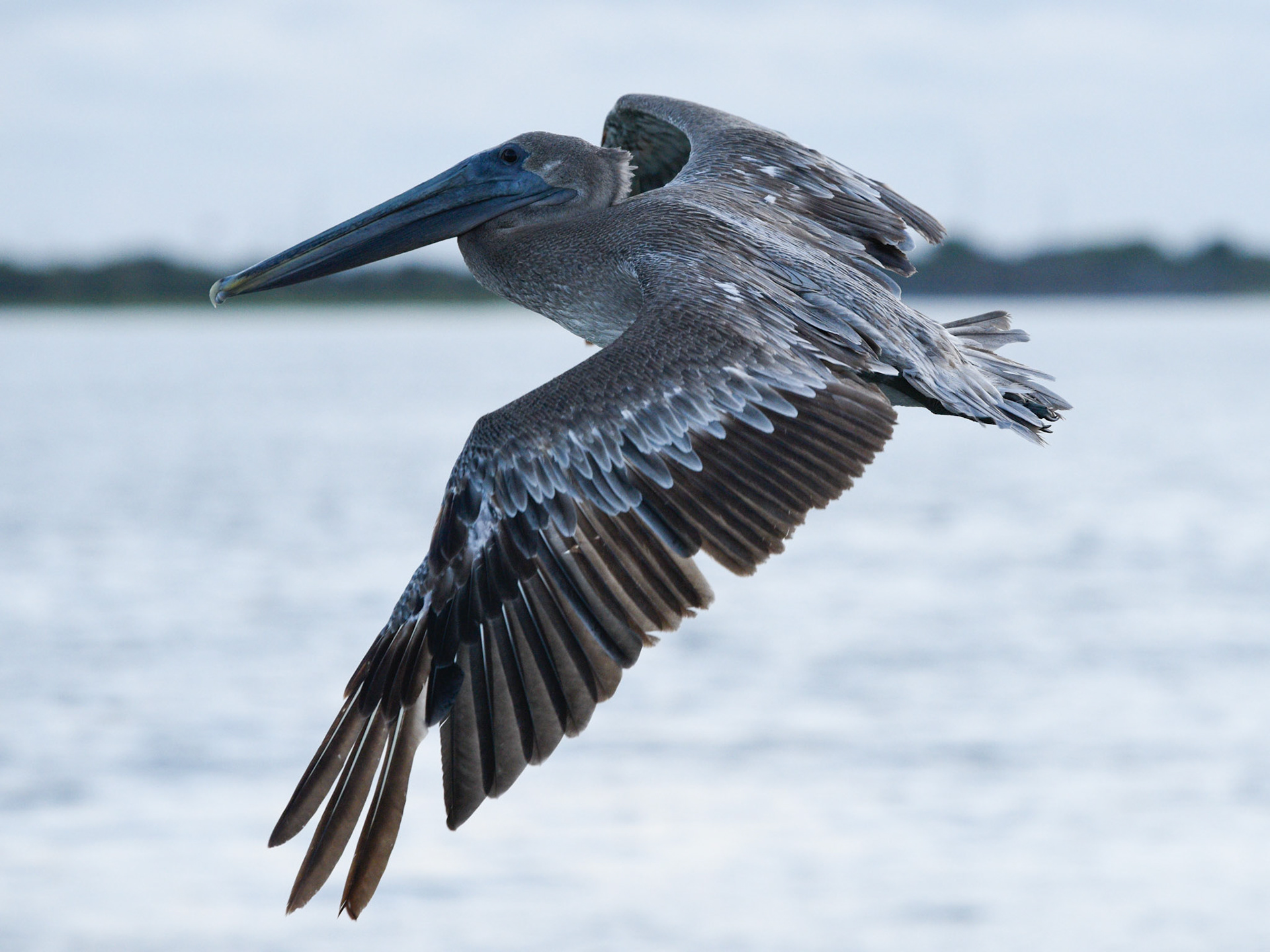 Brown Pelican (juvenile)