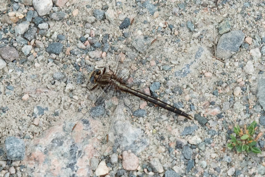 Dusky Clubtail
