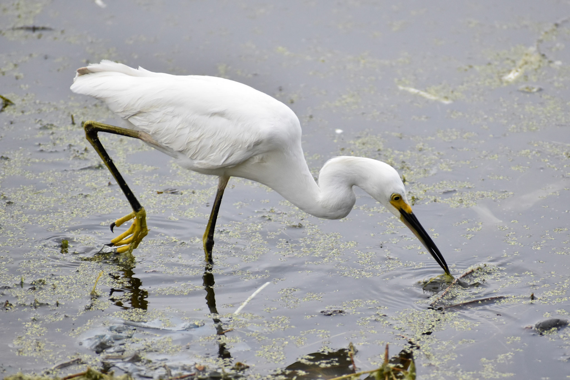 Snowy Egret