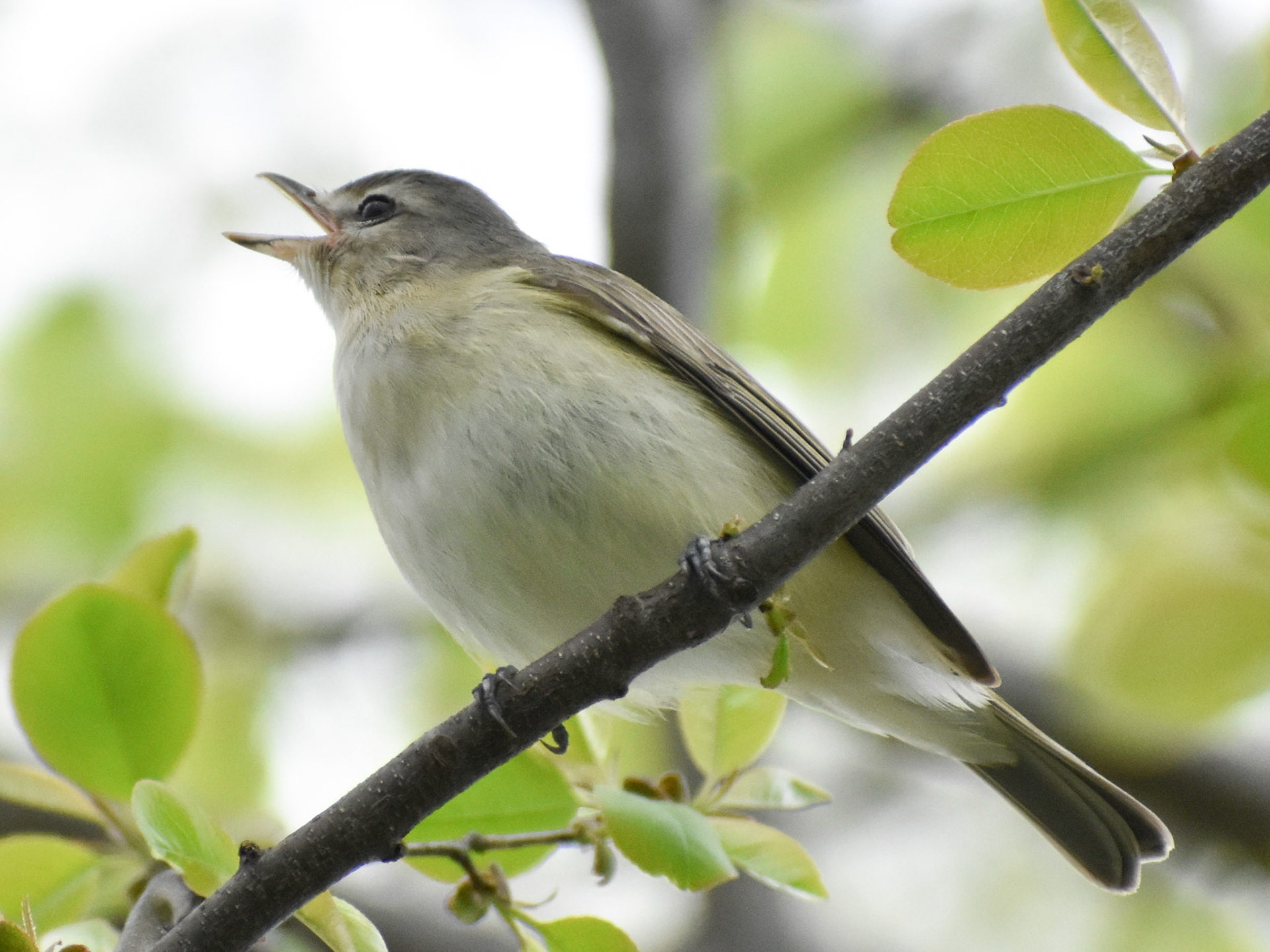 Warbling Vireo
