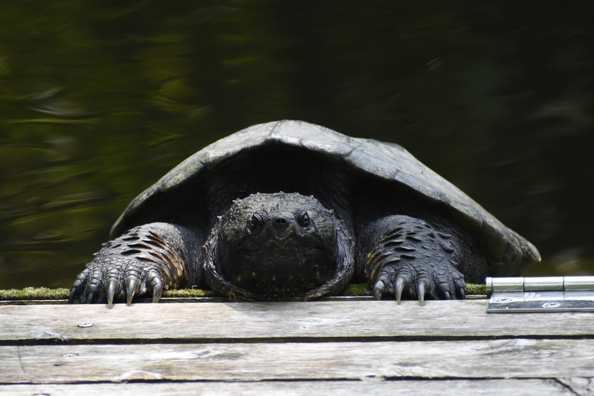 Common Snapping Turtle
