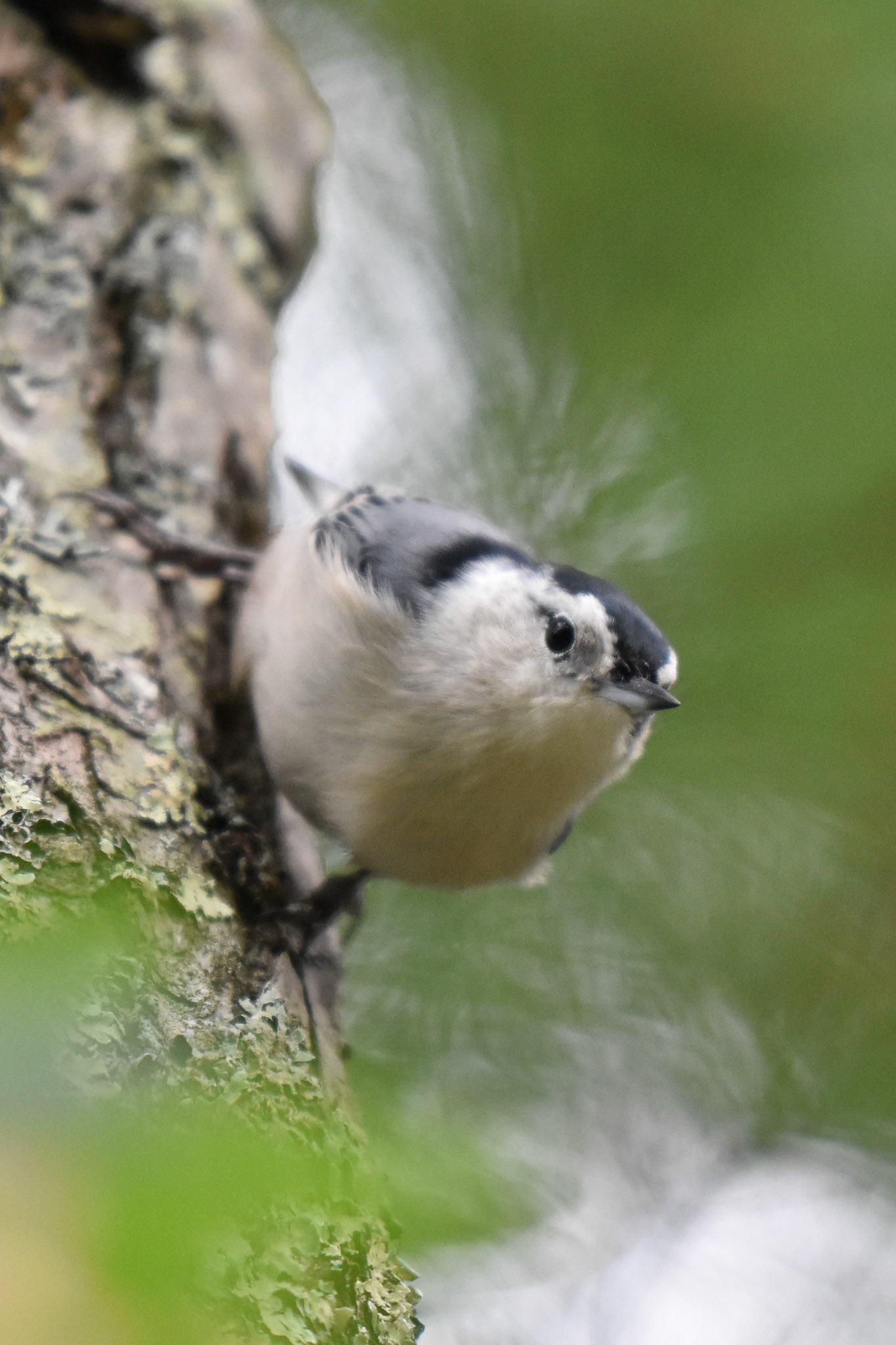 White-breasted Nuthatch