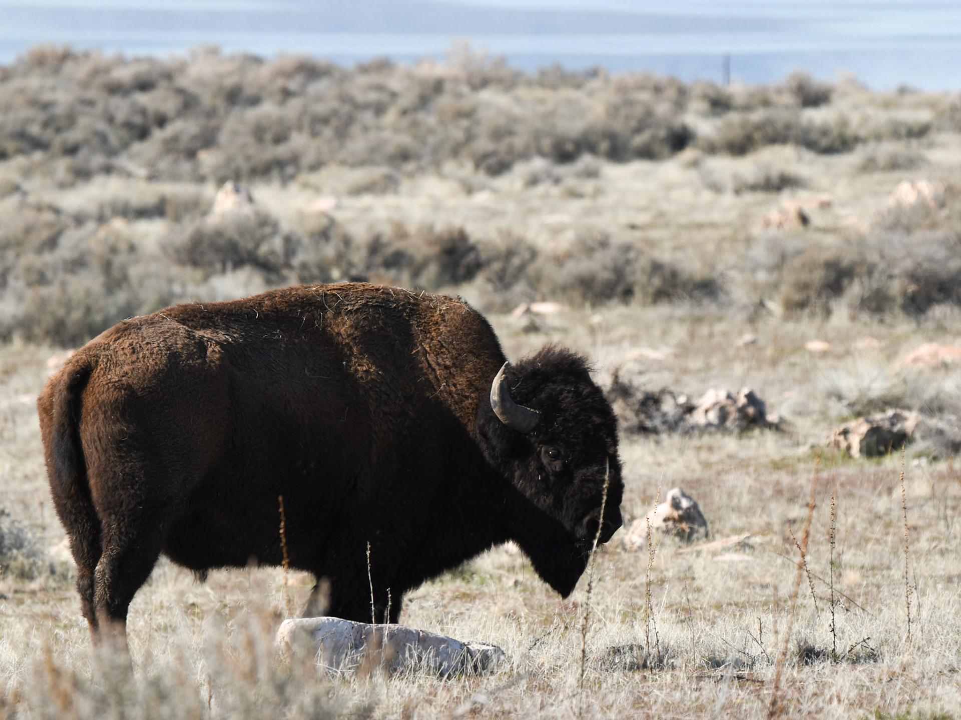 American Bison