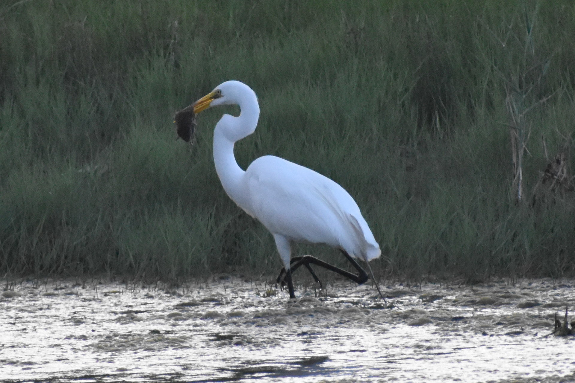 Great Egret