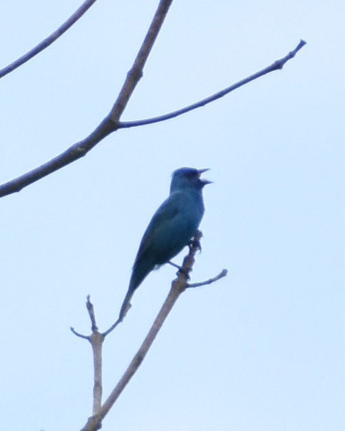 Indigo Bunting
