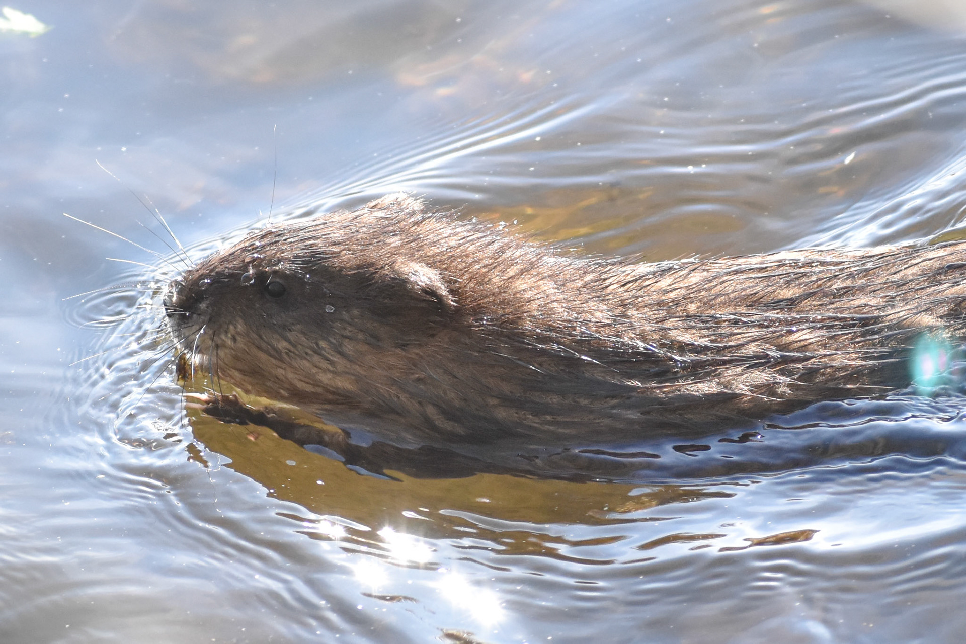 Muskrat (adult)
