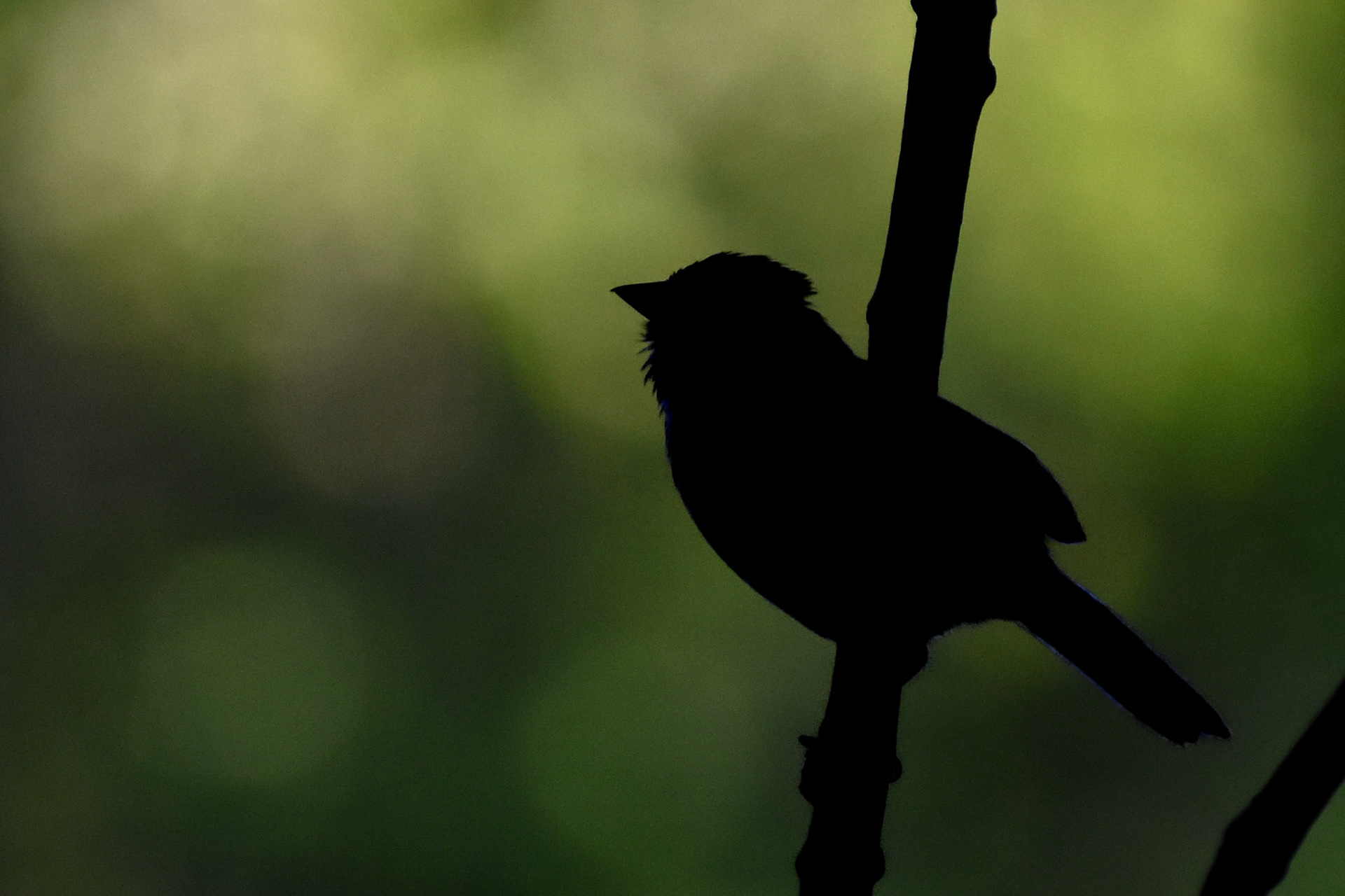 Song Sparrow