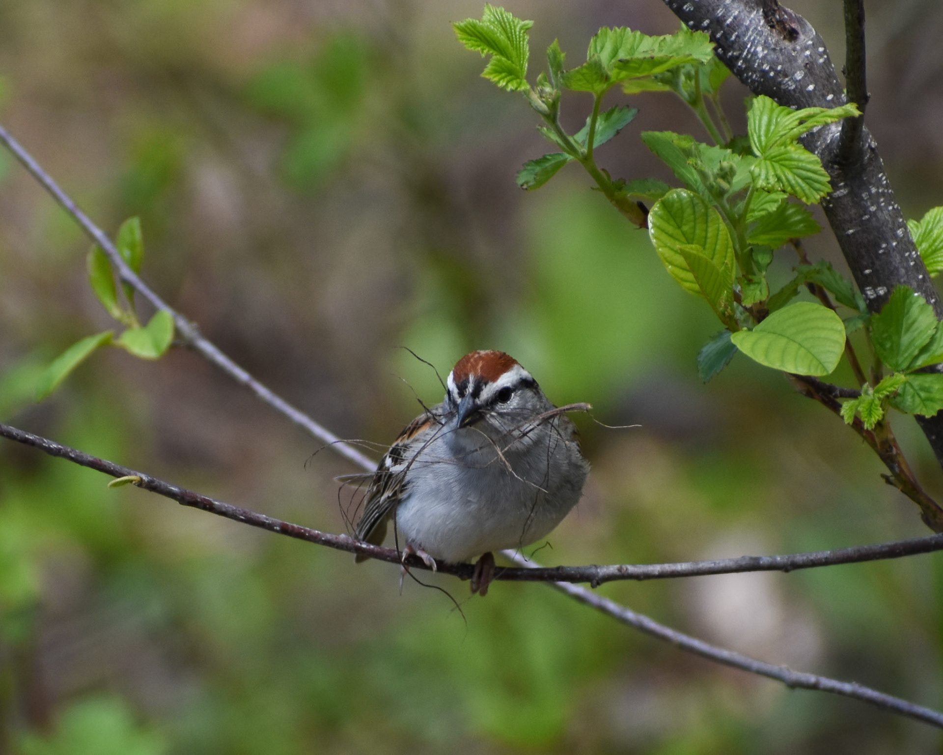 Chipping Sparrow