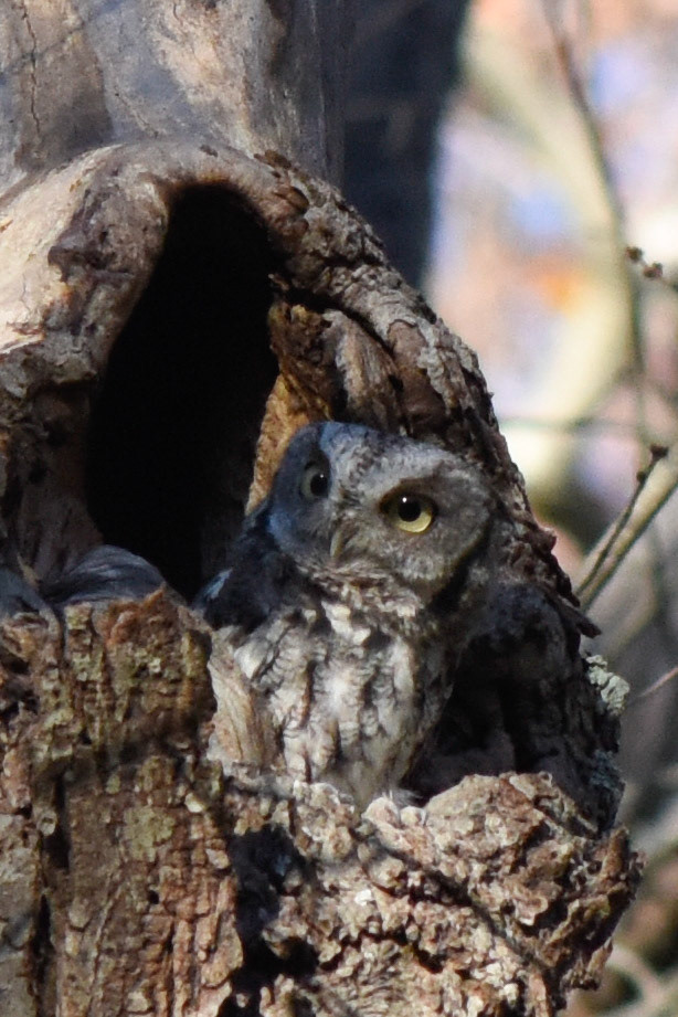 Eastern Screech Owl