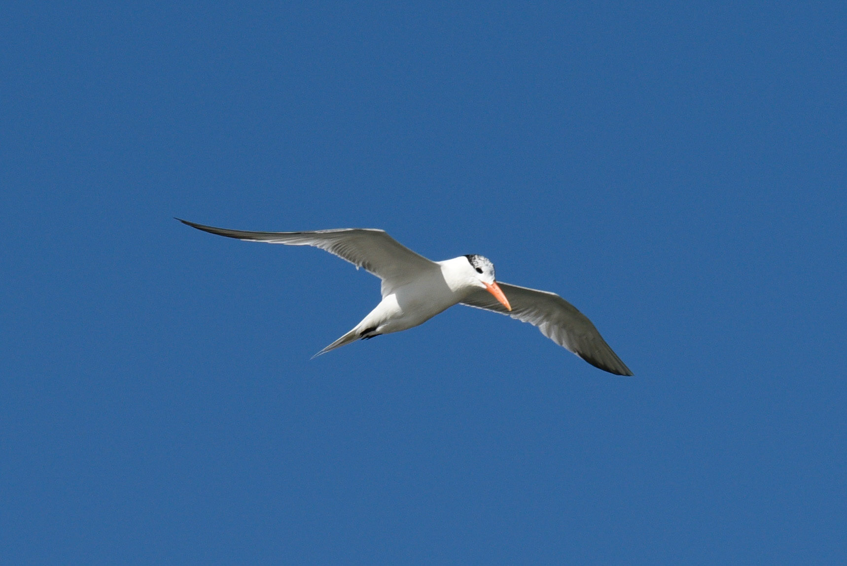 Royal Tern