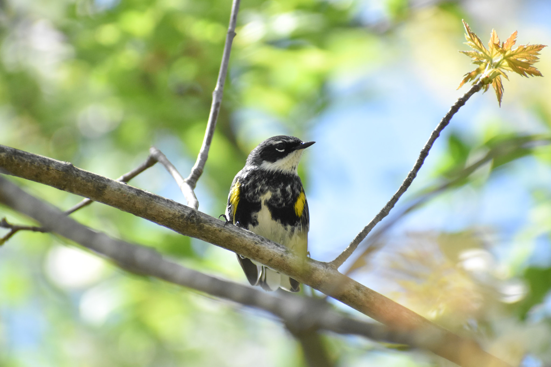 Yellow-rumped Warbler