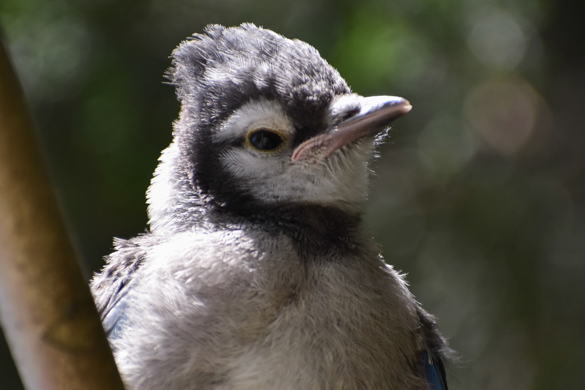 Blue Jay (juvenile)
