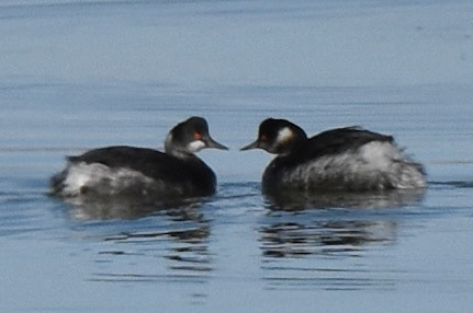 Eared Grebe
