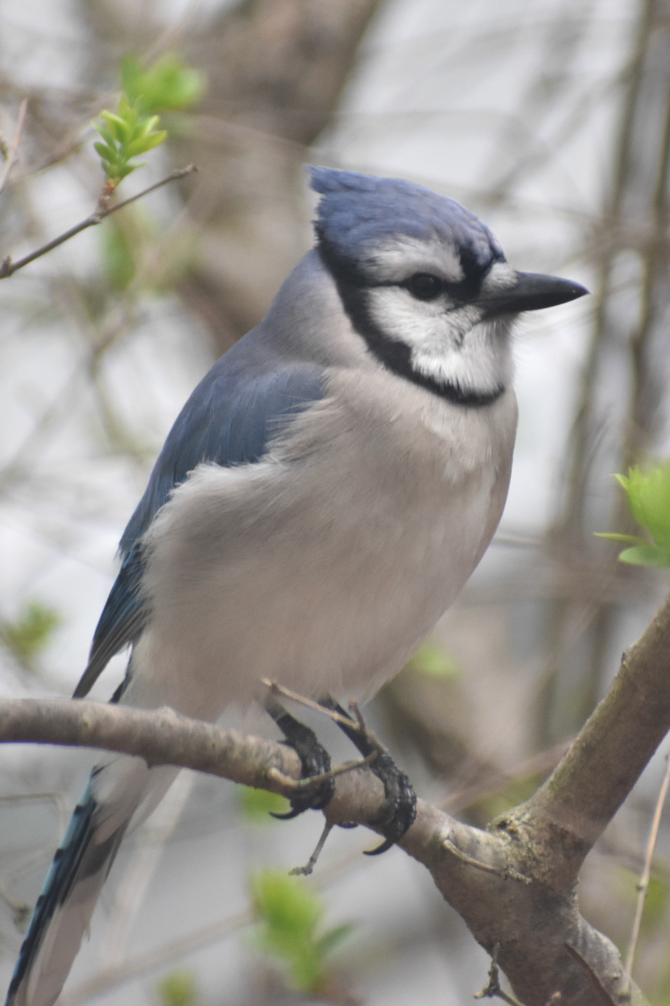 Blue Jay (adult)