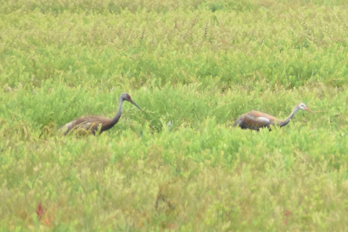Sandhill Crane