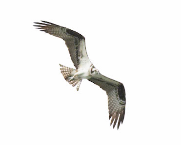 Osprey