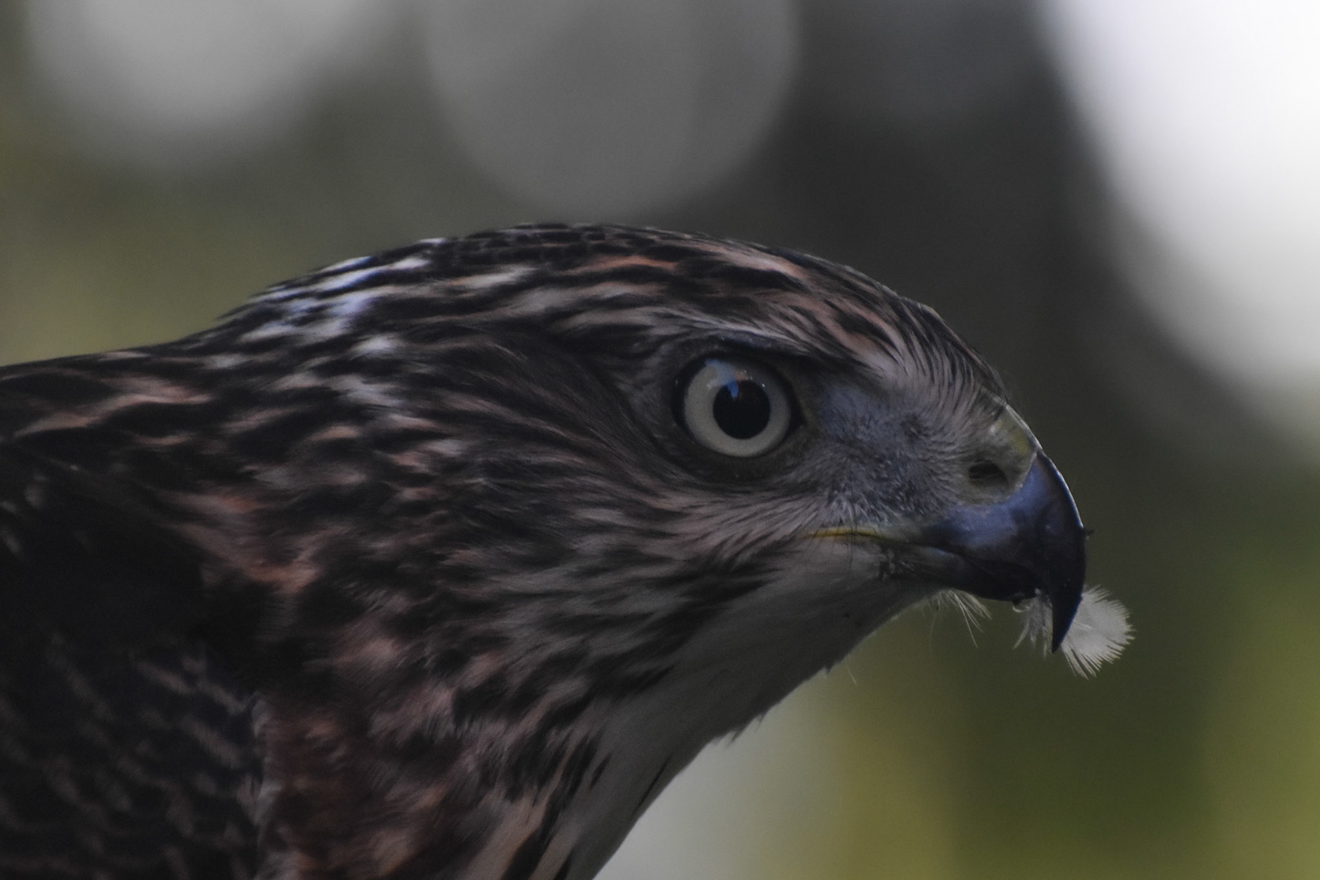 Cooper's Hawk