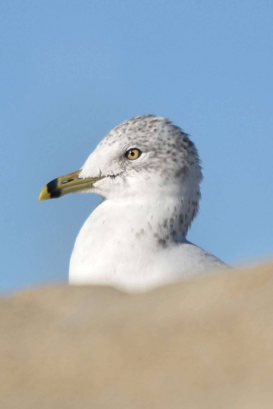 Ring-billed Gull (adult)
