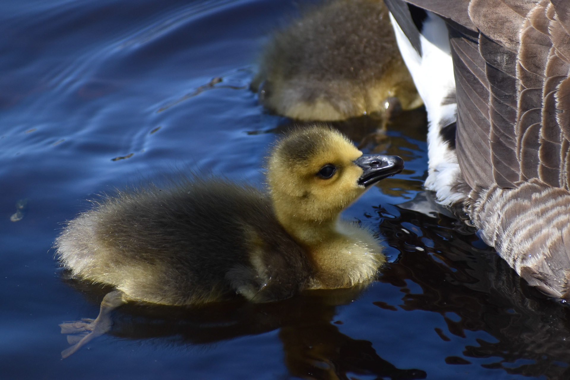 Canada Goose (juvenile)