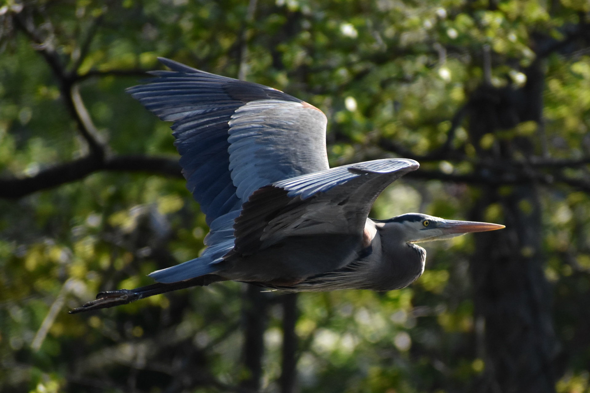 Great Blue Heron