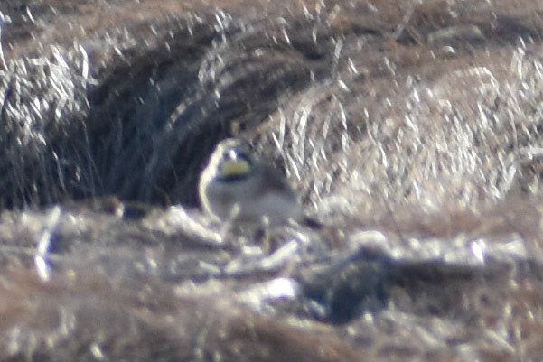 Horned Lark