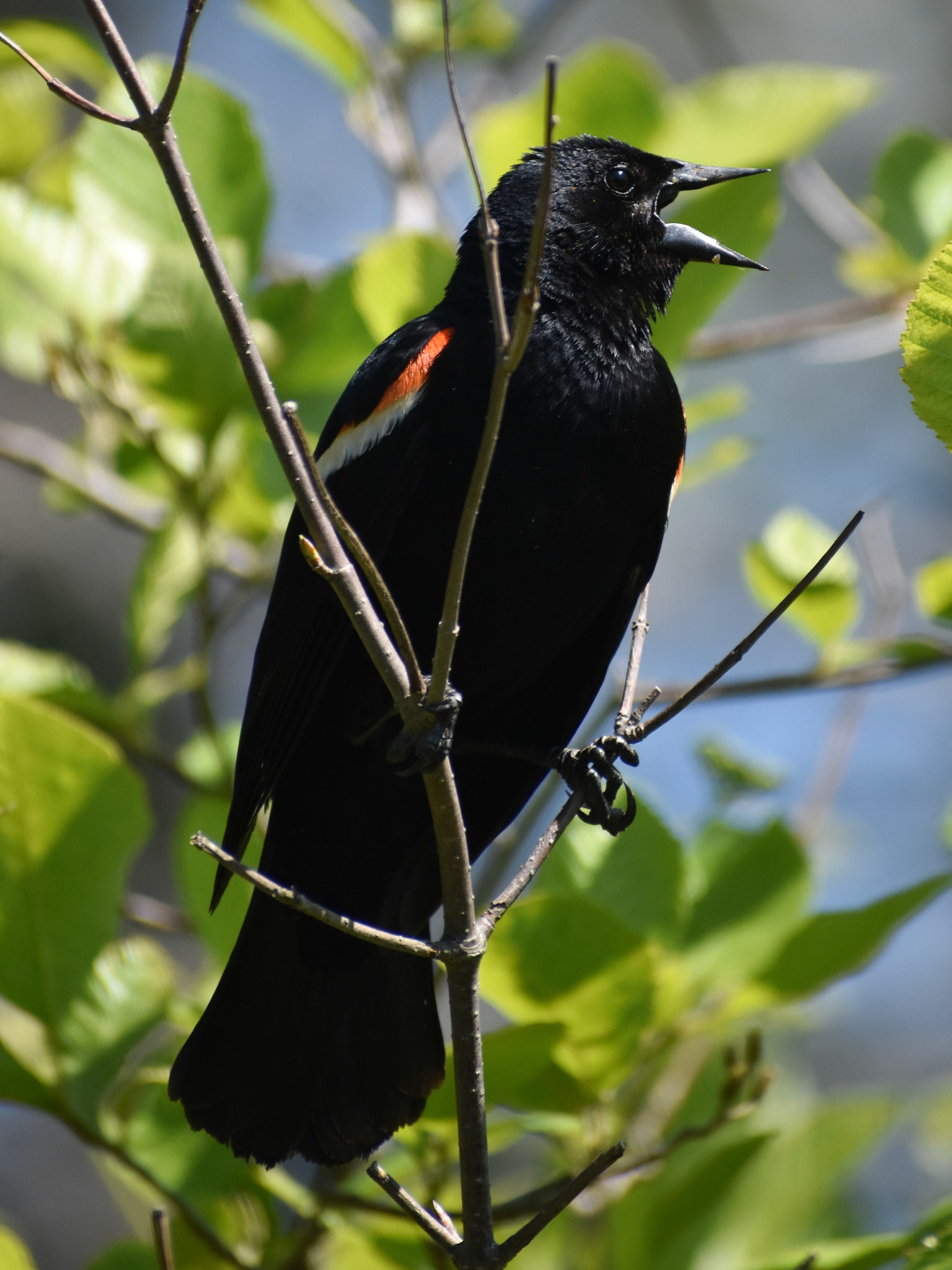 34. Red-winged Blackbird (adult)