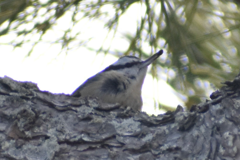 Red-breasted Nuthatch