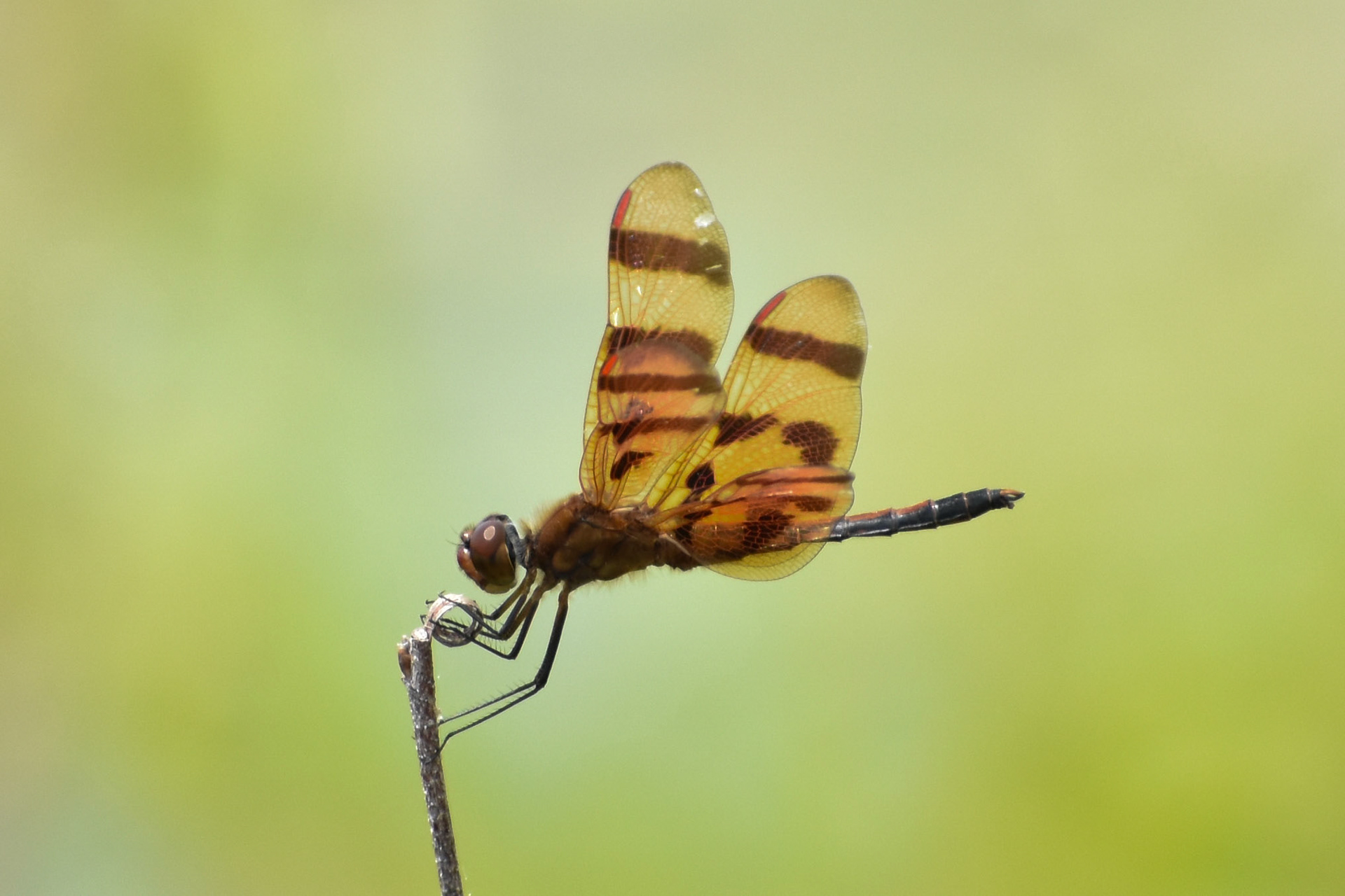 30. Halloween Pennant