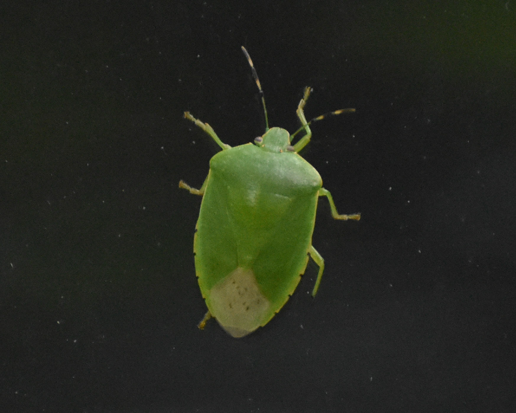Green Stink Bug