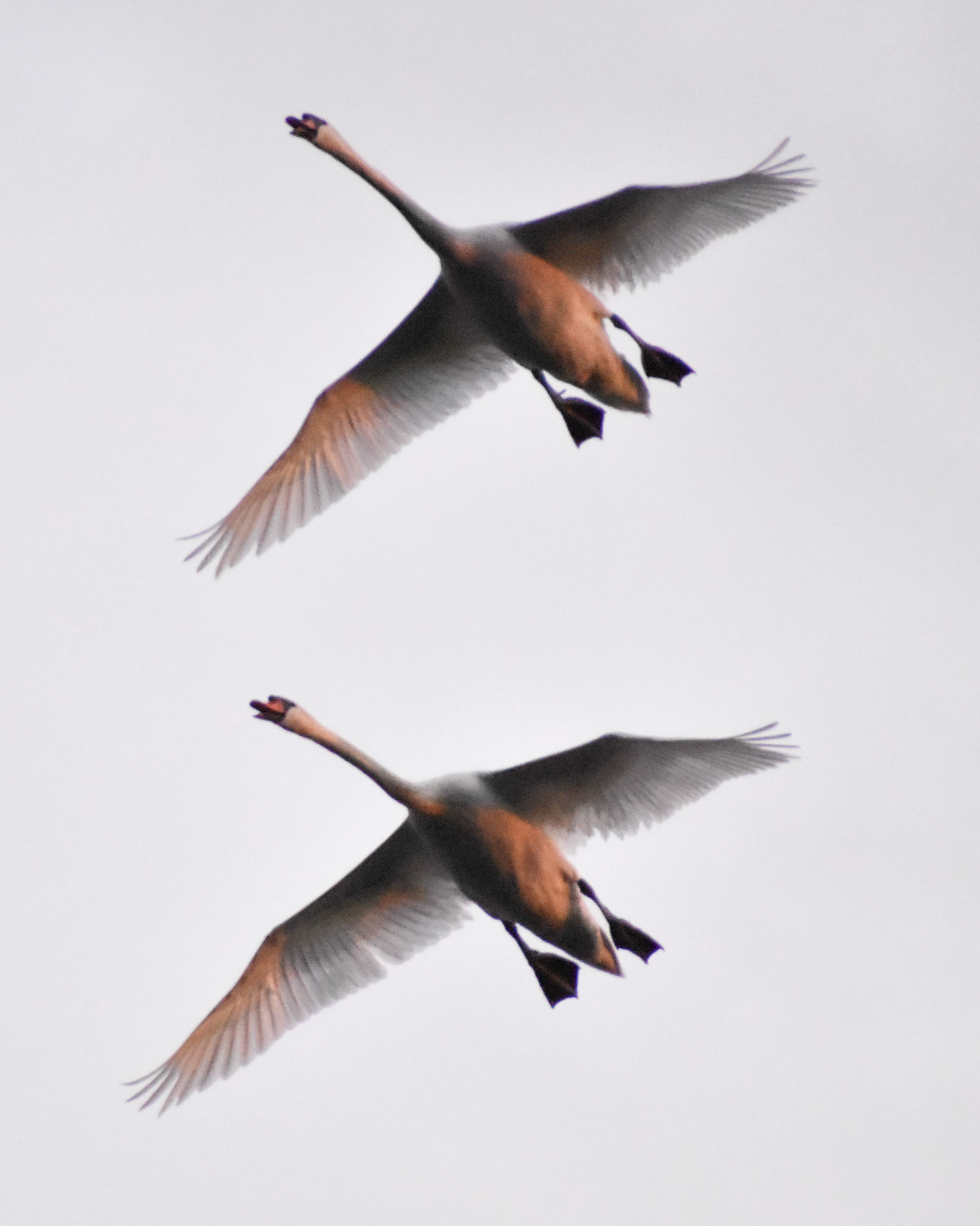 Mute Swan