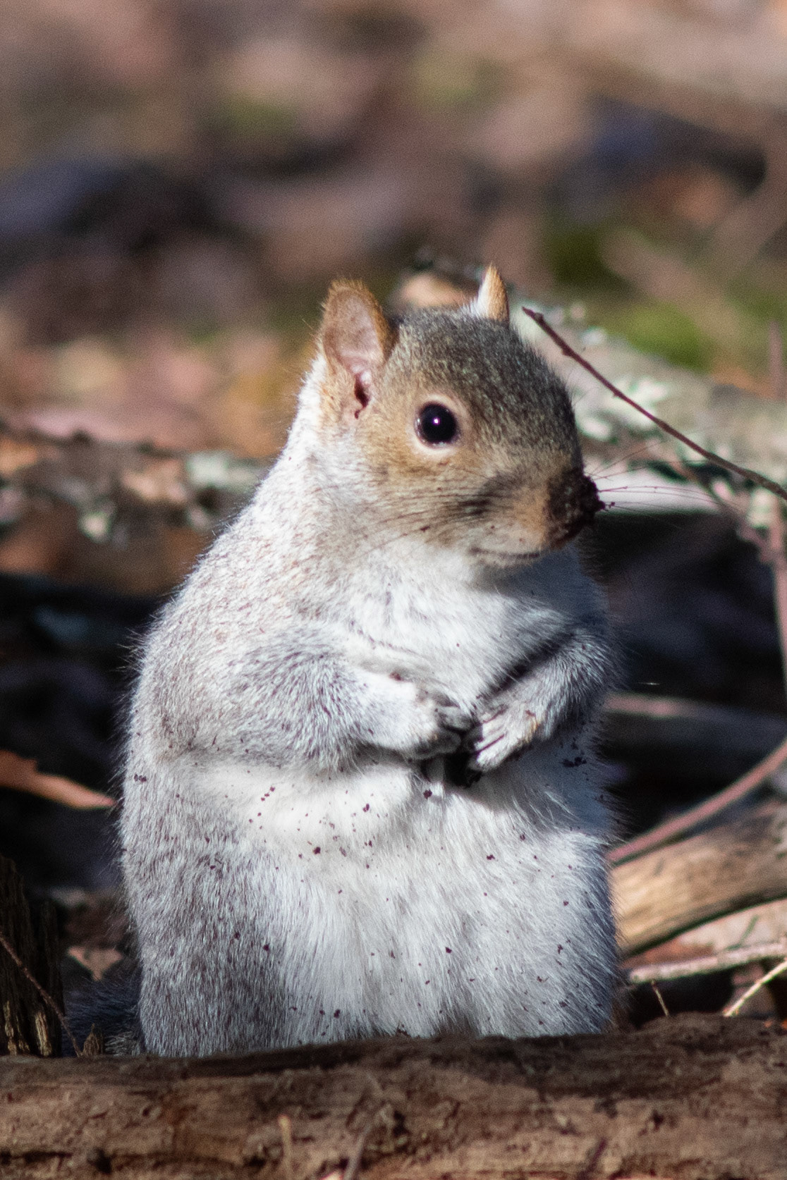Eastern Gray Squirrel