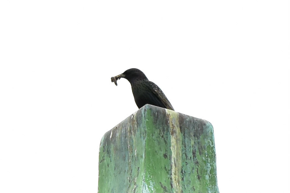 European Starling