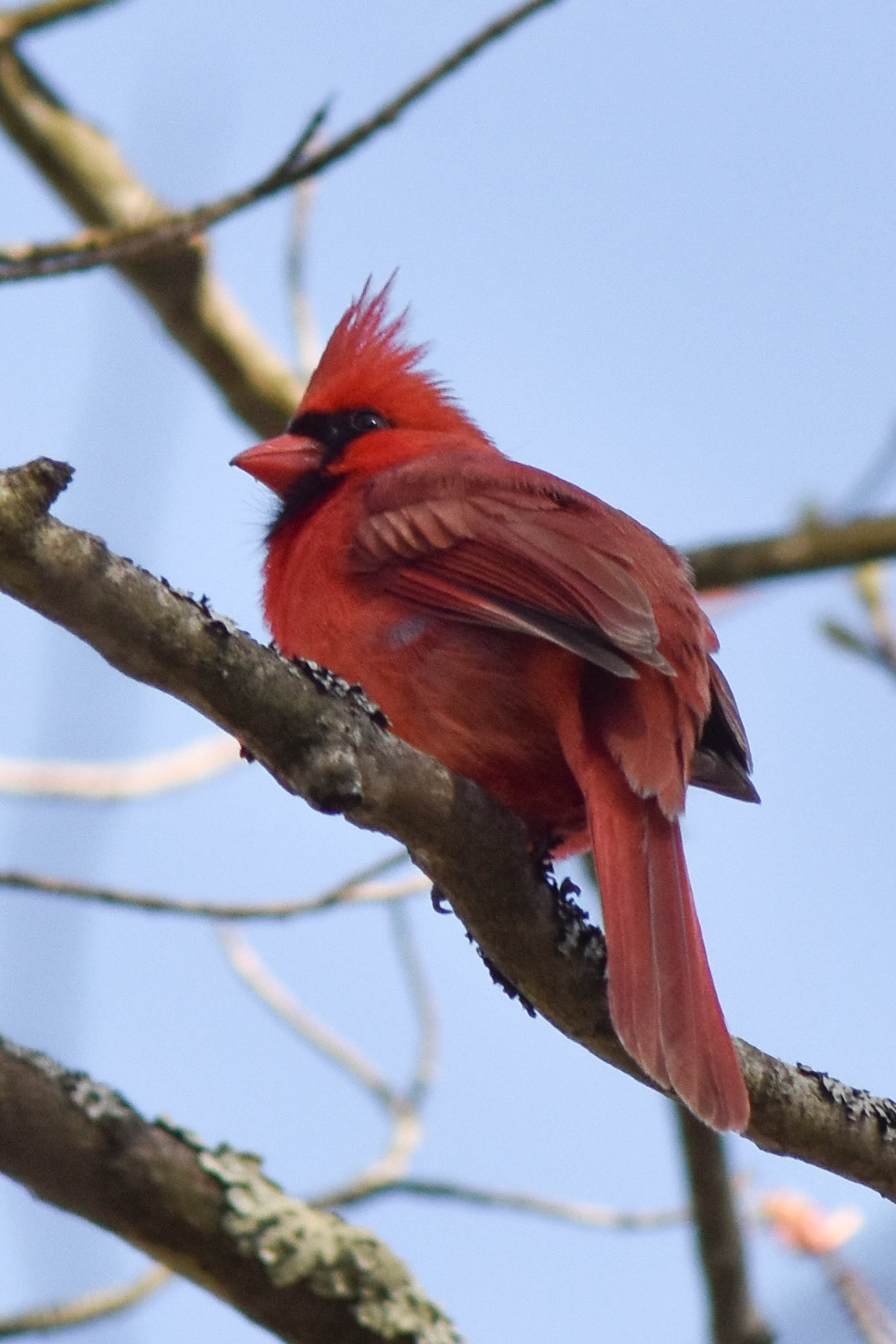 Northern Cardinal (male)