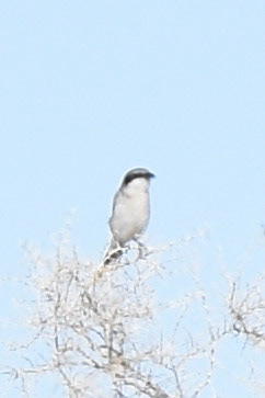 Loggerhead Shrike