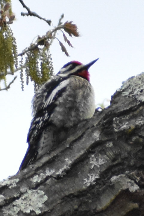 Yellow-bellied Sapsucker