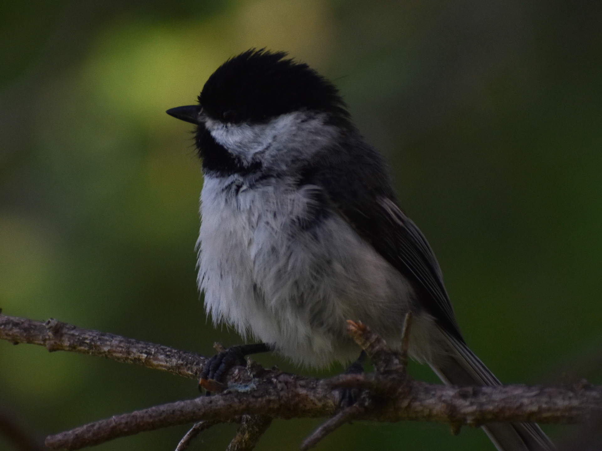 Black-capped Chickadee