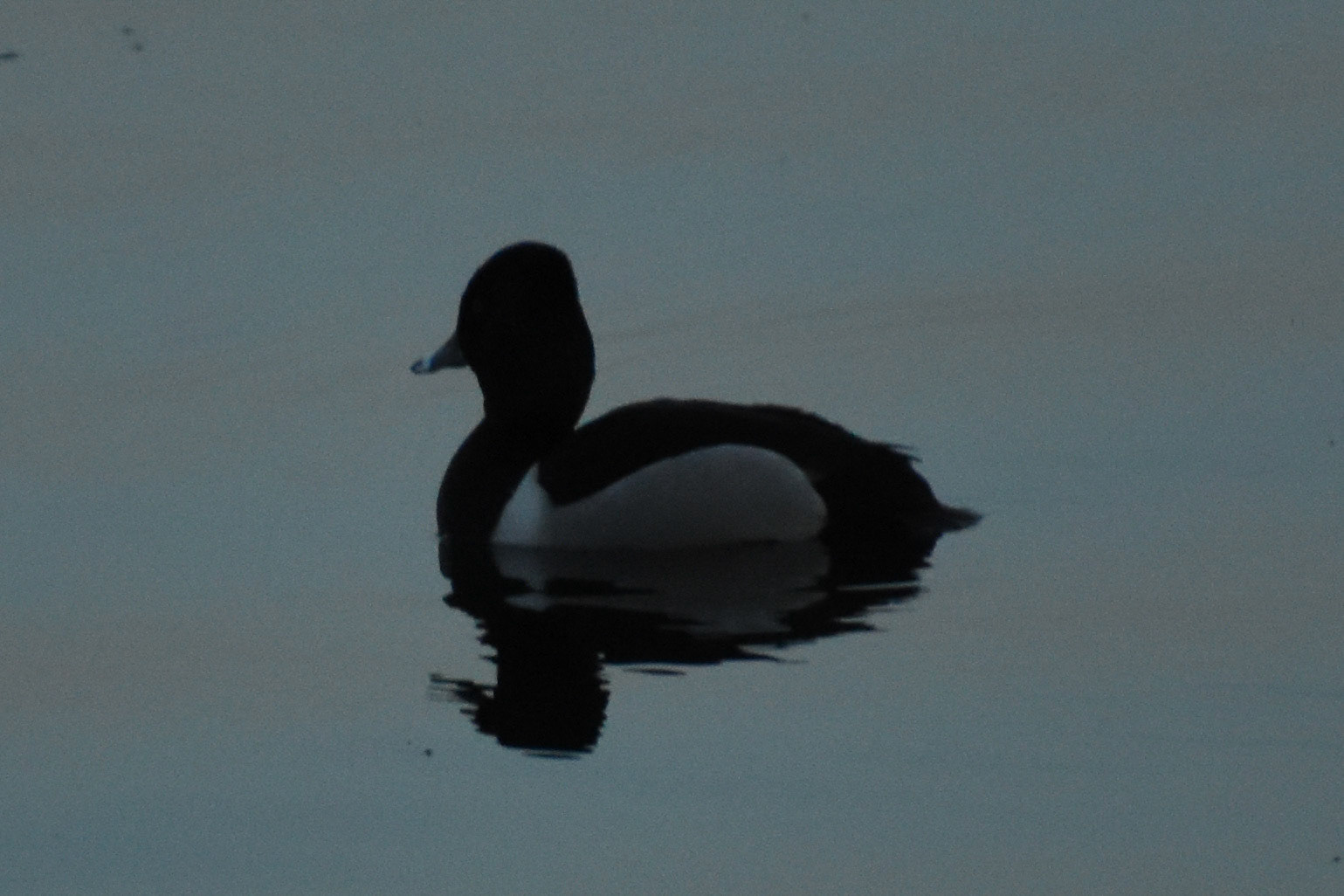 Ring-necked Duck (male)