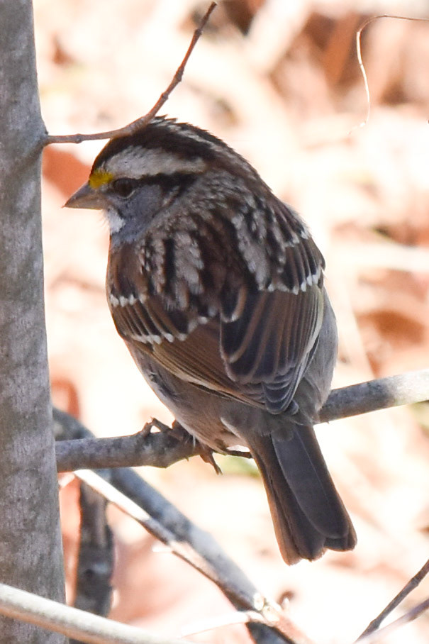 White-throated Sparrow